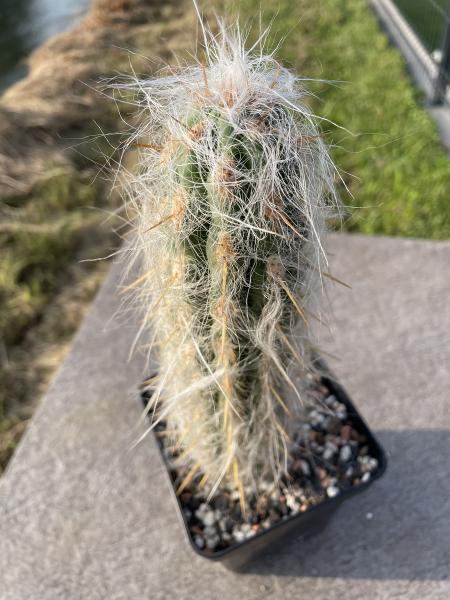 Oreocereus celsianus